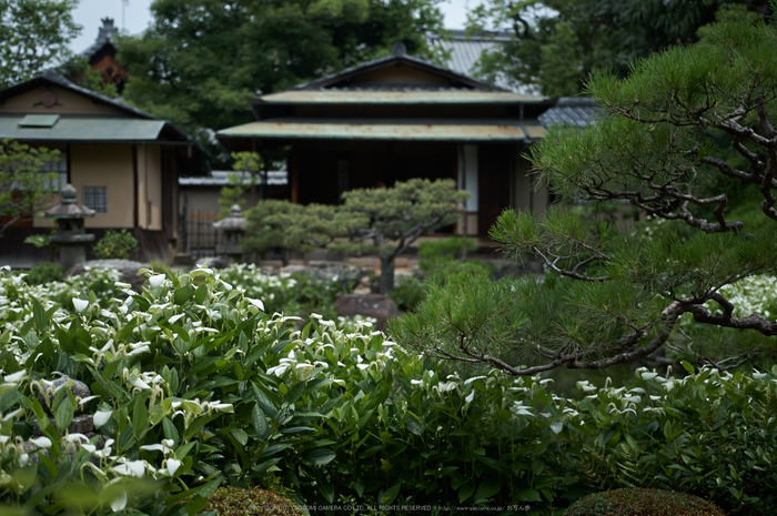 両足院,半夏生(PK3_9363,35mm,F1.8)2014yaotomi_.jpg