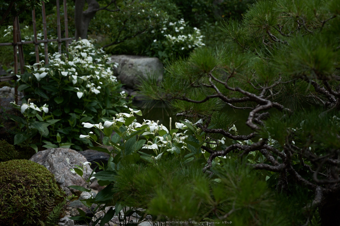 両足院,半夏生(PK3_9368,35mm,F2.2)2014yaotomi_.jpg