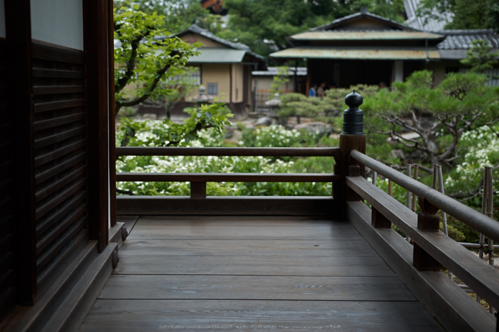 両足院,半夏生(PK3_9376,35mm,F1.8)2014yaotomi_.jpg