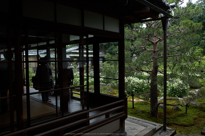 両足院,半夏生(PK3_9393,18mm,F2.5)2014yaotomi_.jpg