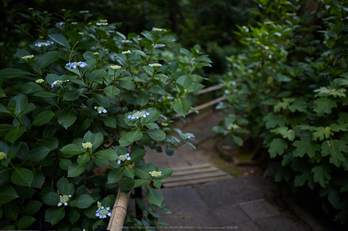 久米寺,紫陽花(5J7C1111,F1.6)2014yaotomi_.jpg