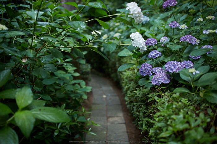 久米寺,紫陽花(5J7C1119,F1.8)2014yaotomi_.jpg