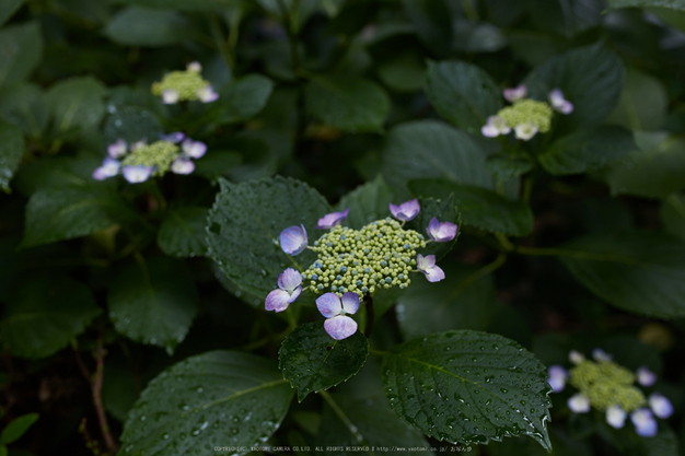 久米寺,紫陽花(5J7C1120,35mm,F4)2014yaotomi_.jpg