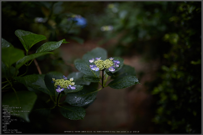 久米寺,紫陽花(5J7C1133,F1.4)2014yaotomi_Top.jpg