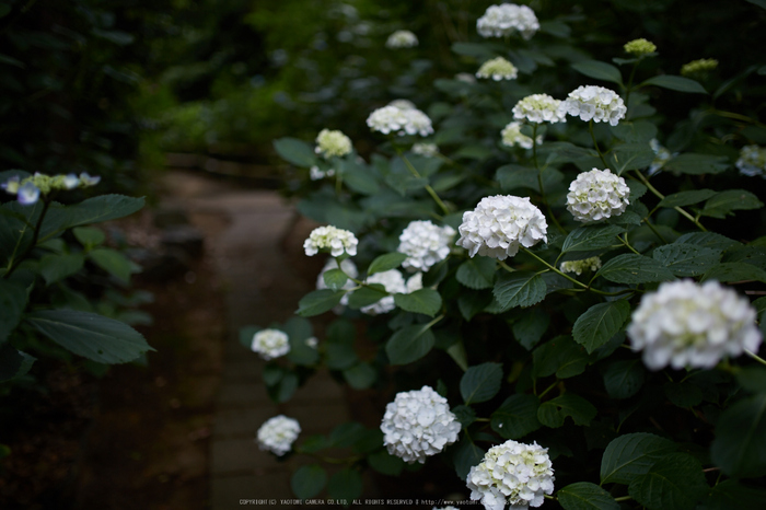 久米寺,紫陽花(5J7C1167,35mm,F1.4)2014yaotomi_.jpg