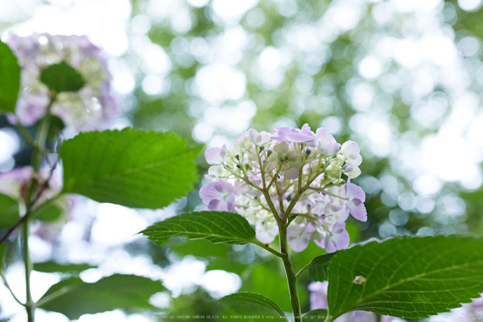 久米寺,紫陽花(5J7C1182,35mm,F2.8)2014yaotomi_.jpg