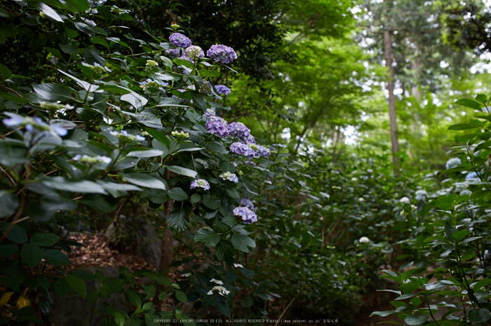 久米寺,紫陽花(5J7C1184,35mm,F2.8)2014yaotomi_.jpg