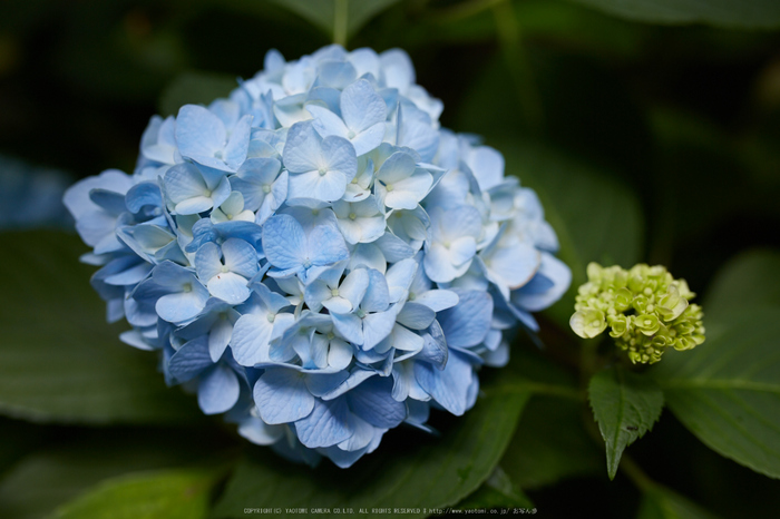 久米寺,紫陽花(5J7C1191,35mm,F2.8)2014yaotomi_.jpg