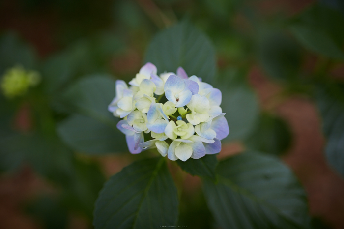 久米寺,紫陽花(5J7C1198,35mm,F1.8)2014yaotomi_.jpg