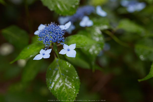 久米寺,紫陽花(5J7C1209,35mm,F2.8)2014yaotomi_.jpg