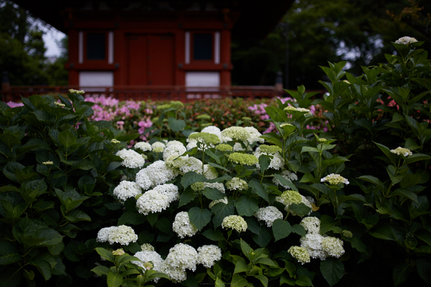 久米寺,紫陽花(5J7C1267,35mm,F1.4)2014yaotomi_.jpg