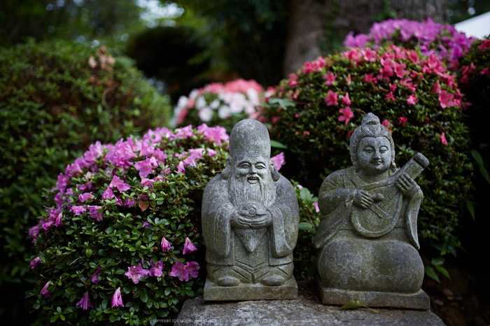 久米寺,紫陽花(5J7C1269,35mm,F1.4)2014yaotomi_.jpg