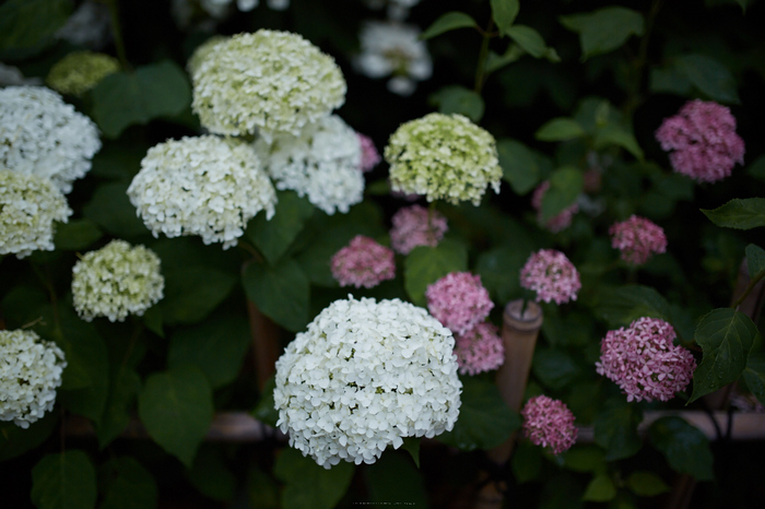 久米寺,紫陽花(5J7C1273,35mm,F1.4)2014yaotomi_.jpg