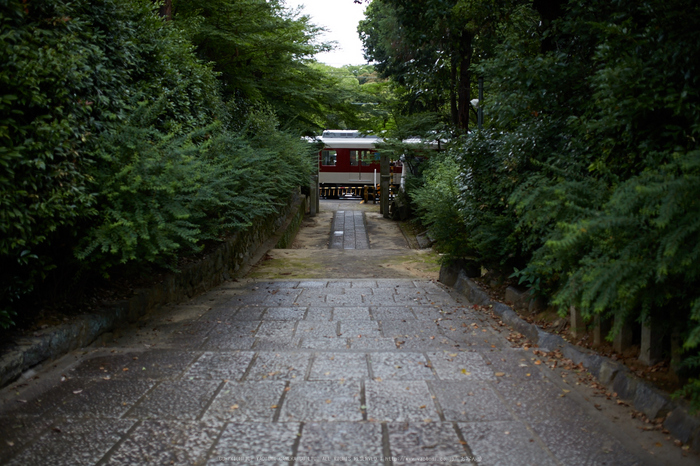 久米寺,紫陽花(5J7C1276,35mm,F1.6)2014yaotomi_.jpg