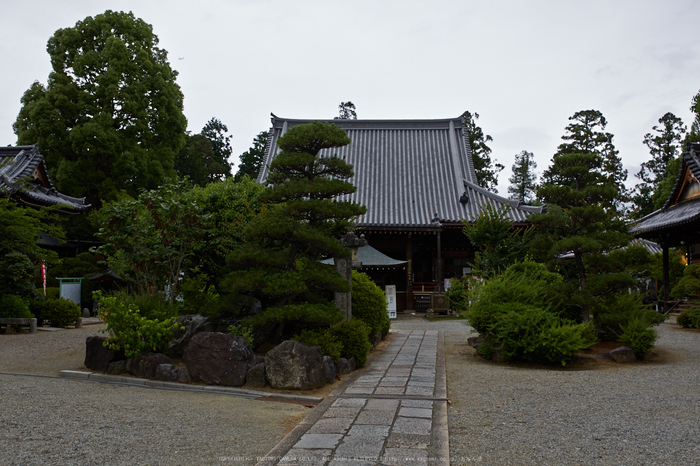 久米寺,紫陽花(5J7C1326,35mm,F4.5)2014yaotomi_.jpg