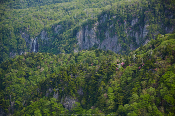 大台ケ原,新緑(5J7C0022,105mm,F5)2014yaotomi_.jpg