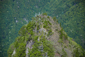 大台ケ原,新緑(5J7C0025,105mm,F4.5)2014yaotomi_.jpg