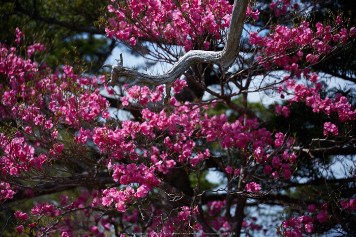 大台ケ原,新緑(5J7C0035,105mm,F4)2014yaotomi_.jpg