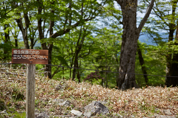 大台ケ原,新緑(5J7C0052,46mm,F5)2014yaotomi_.jpg