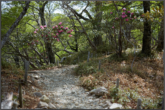 大台ケ原,新緑(5J7C0056,F1.6)2014yaotomi_Top.jpg