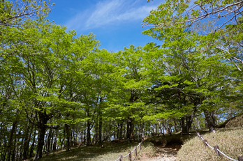 大台ケ原,新緑(5J7C0077,24mm,F9)2014yaotomi_.jpg