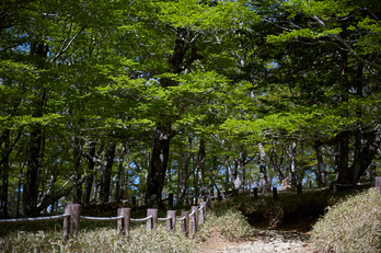 大台ケ原,新緑(5J7C0079,74mm,F4)2014yaotomi_.jpg