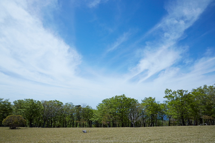 大台ケ原,新緑(5J7C0080,24mm,F8)2014yaotomi_.jpg