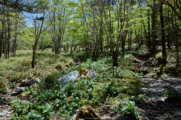 大台ケ原,新緑(5J7C0179,24mm,F9)2014yaotomi_.jpg