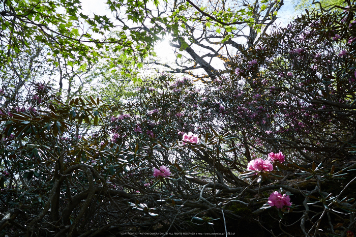 大台ケ原,新緑(5J7C9905,24mm,F13)2014yaotomi_.jpg