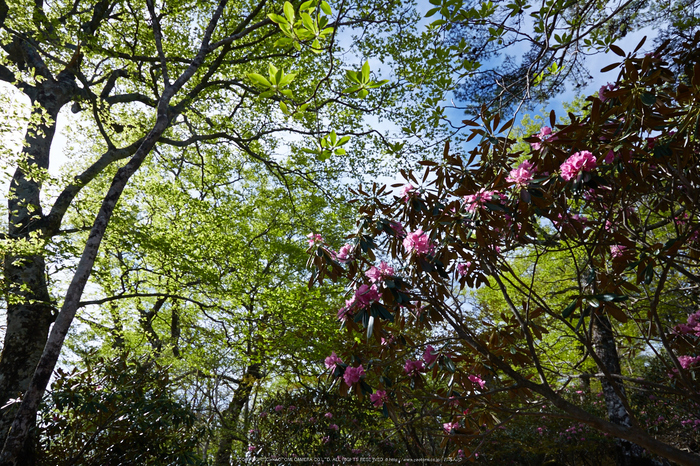 大台ケ原,新緑(5J7C9910,24mm,F8)2014yaotomi_.jpg