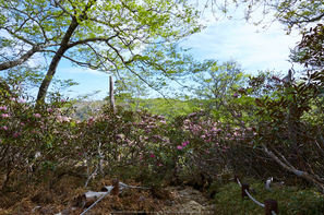 大台ケ原,新緑(5J7C9939,24mm,F8)2014yaotomi_.jpg