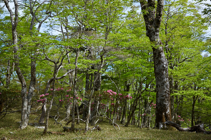 大台ケ原,新緑(5J7C9968,46mm,F8)2014yaotomi_.jpg