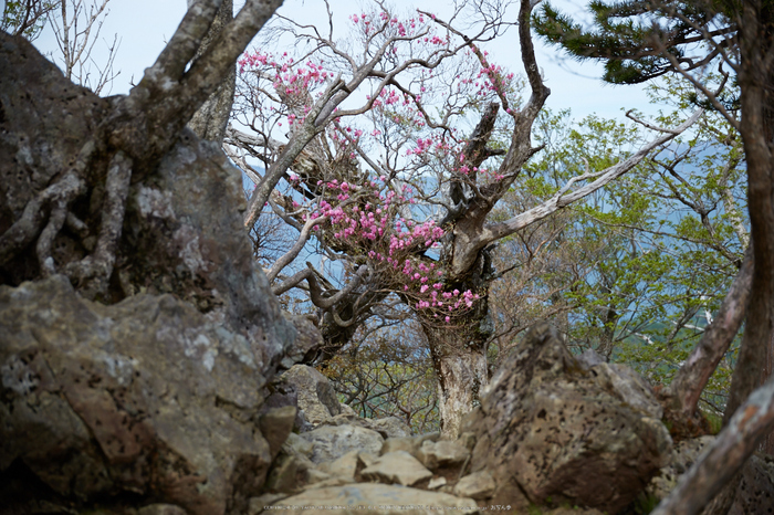 大台ケ原,新緑(5J7C9988,80mm,F4)2014yaotomi_.jpg