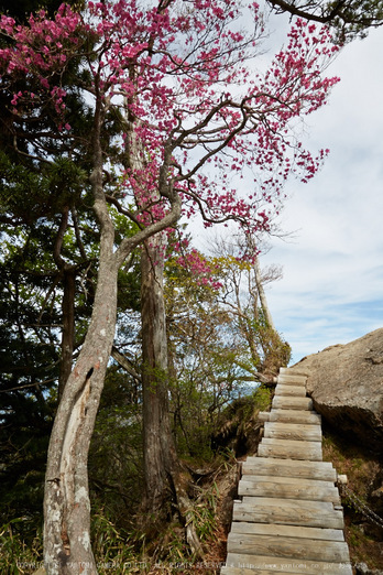 大台ヶ原,新緑(5J7C0002,24mm,F11)2014yaotomi_.jpg