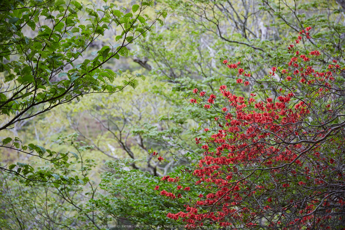 大台ヶ原,新緑(5J7C9789,87mm,F5)2014yaotomi_.jpg