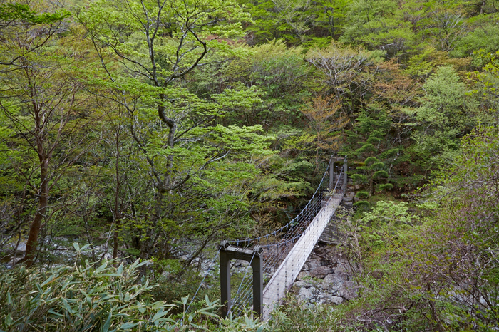 大台ヶ原,新緑(5J7C9792,24mm,F9)2014yaotomi_.jpg