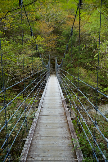 大台ヶ原,新緑(5J7C9794,24mm,F4)2014yaotomi_.jpg