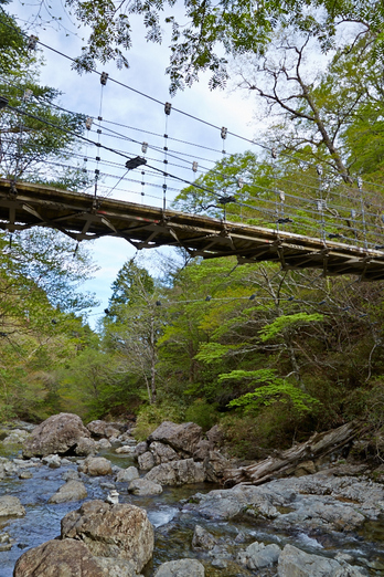 大台ヶ原,新緑(5J7C9817,24mm,F8)2014yaotomi_.jpg