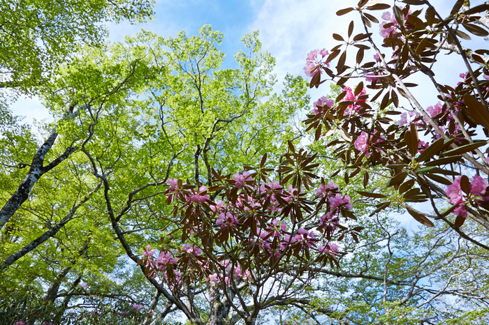 大台ヶ原,新緑(5J7C9883,24mm,F8)2014yaotomi_.jpg