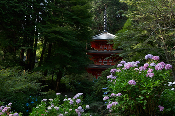 岩船寺,アジサイ(PK3_9551,31mm,F8)2014yaotomi_.jpg