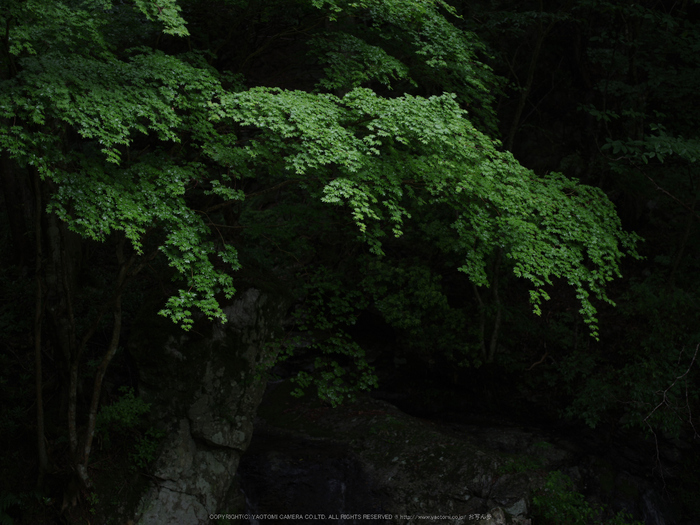御船の滝,こあじさい(IMGP0255,55mm,F3.2)2014yaotomi_.jpg
