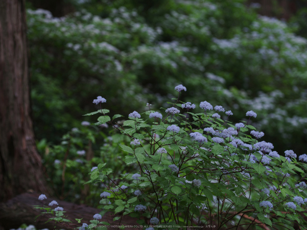 東吉野,こあじさい(IMGP0193,150mm,F6.3)2014yaotomi_.jpg