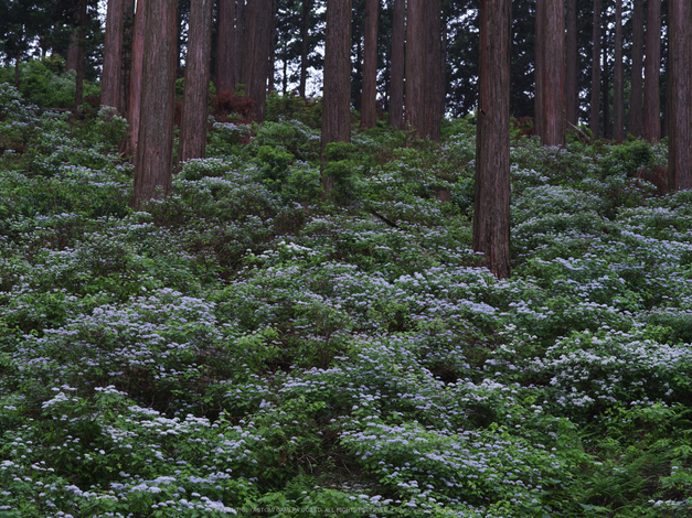 東吉野,こあじさい(IMGP0266,--mm,F9.5)2014yaotomi_.jpg