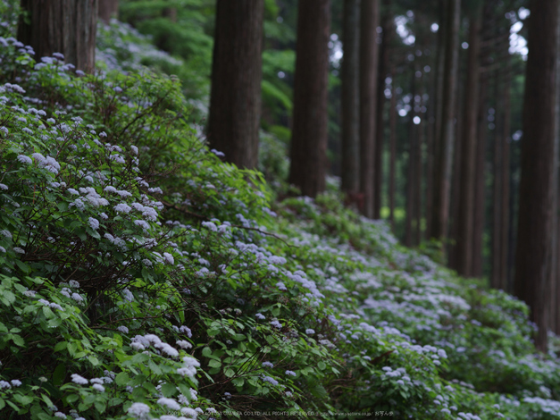 東吉野,こあじさい(IMGP0269,--mm,F5.6)2014yaotomi_.jpg