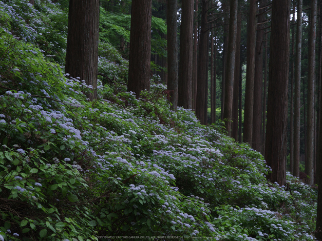 東吉野,こあじさい(IMGP0272,--mm,F22)2014yaotomi_.jpg