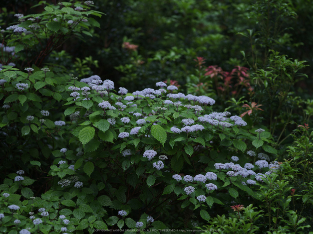 東吉野,こあじさい(IMGP0274,--mm,F4.5)2014yaotomi_.jpg