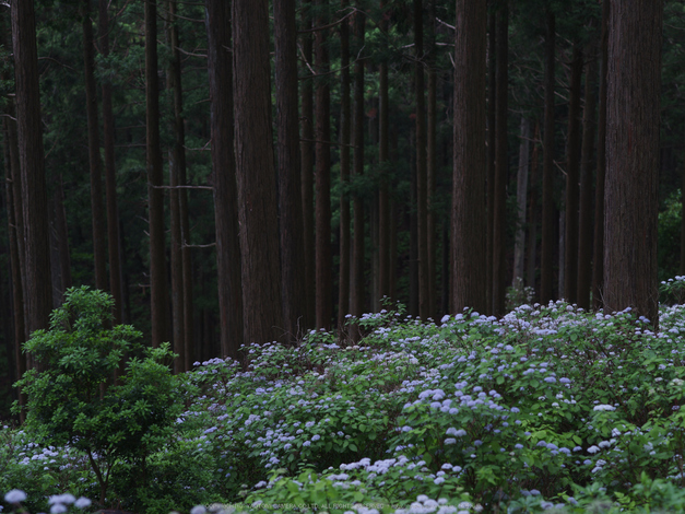 東吉野,こあじさい(IMGP0277,--mm,F6.7)2014yaotomi_.jpg