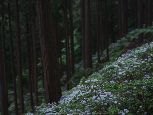 東吉野,こあじさい(IMGP0278,--mm,F6.7)2014yaotomi_.jpg