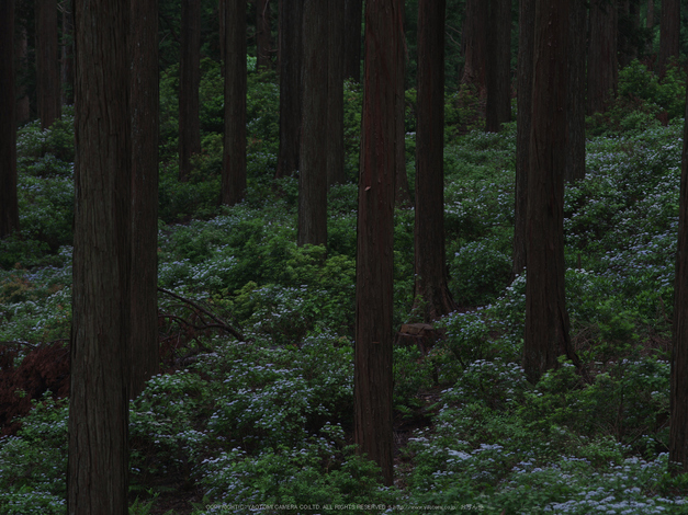 東吉野,こあじさい(IMGP0279,300mm,F13)2014yaotomi_.jpg