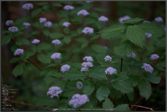 東吉野,６月(DSCF6249,35mm,F1.6)2014yaotomi_Top.jpg